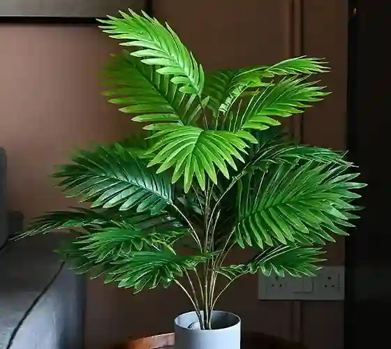 Table Palm Plant
